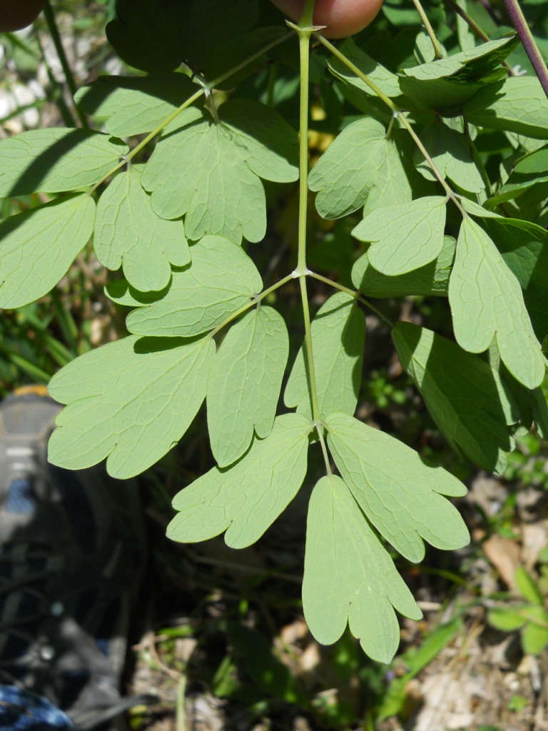 Thalictrum aquilegifolium